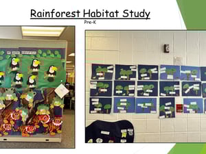 Rainforest Habitat